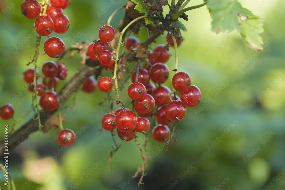 red currant