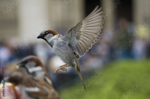 Sparrows Eating