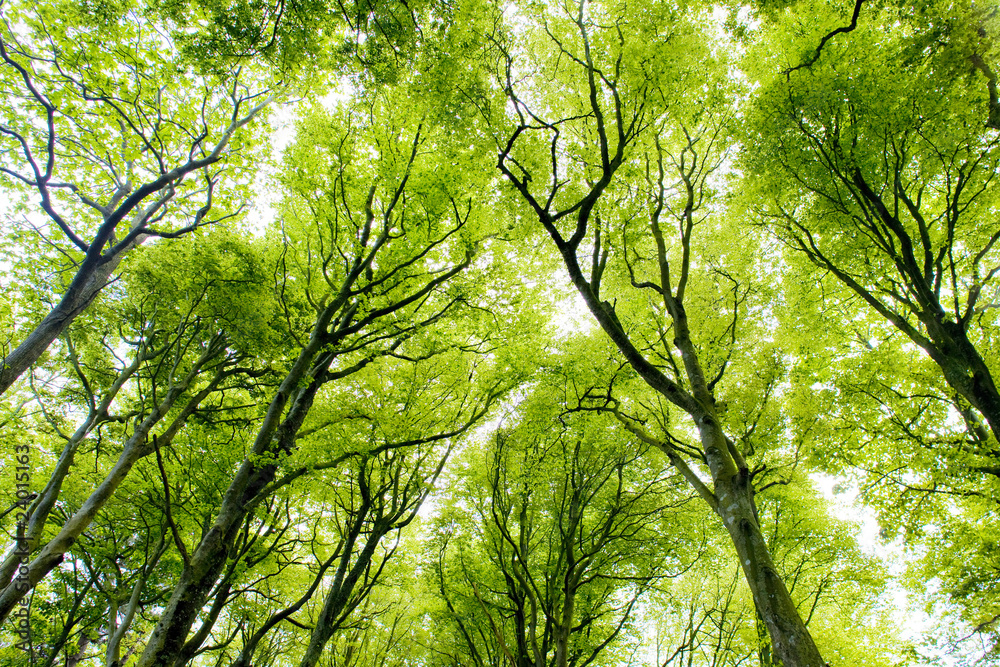 Fototapeta premium forest, Brittany, France