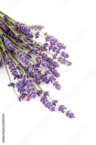 Fototapeta Naklejka Na Ścianę i Meble -  twigs lavender over white background