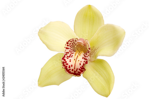 closeup of yellow orchid