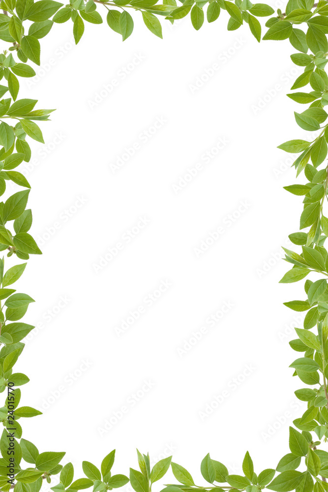 Fototapeta premium green leaves frame