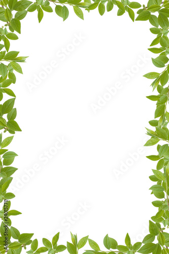 green leaves frame