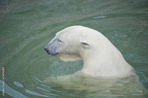 White polar bear swimming