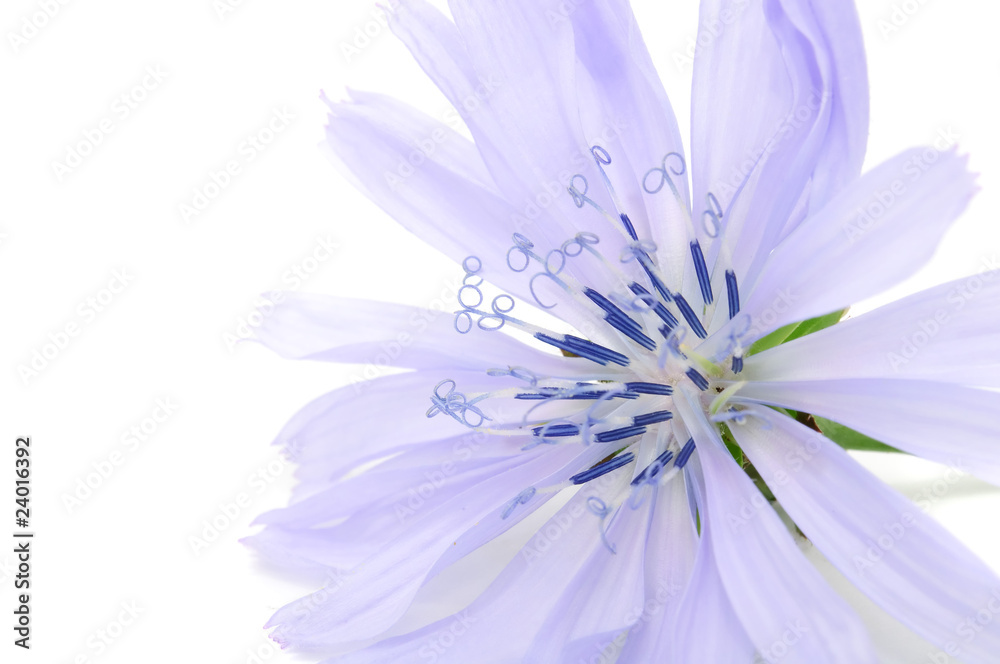 Obraz premium Chicory Flower