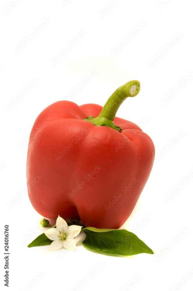 Red Bell Pepper with Leaves and Flower Red Bell Pepper with Leaves and Flower