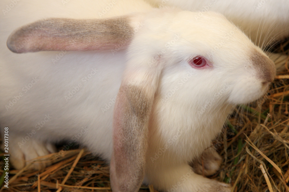 lapin blanc lapin blanc