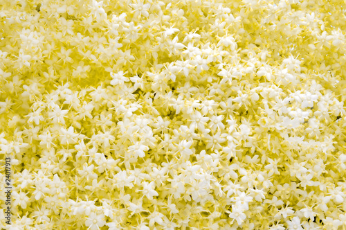 Photos elder flower texture