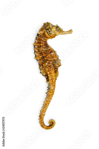 seahorse photo