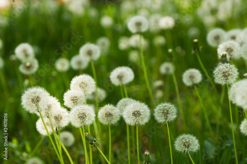 Dandelion on green grass background © George Dolgikh