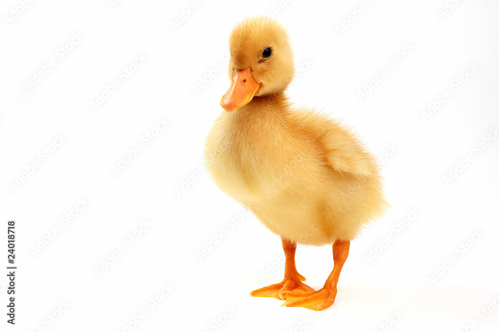 Fototapeta premium yellow duck