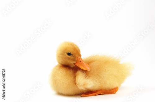 sitting yellow duck