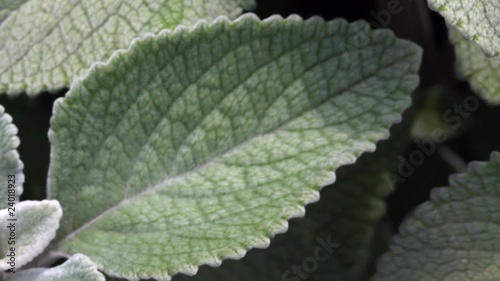 review of large shaggy leaves of green plant