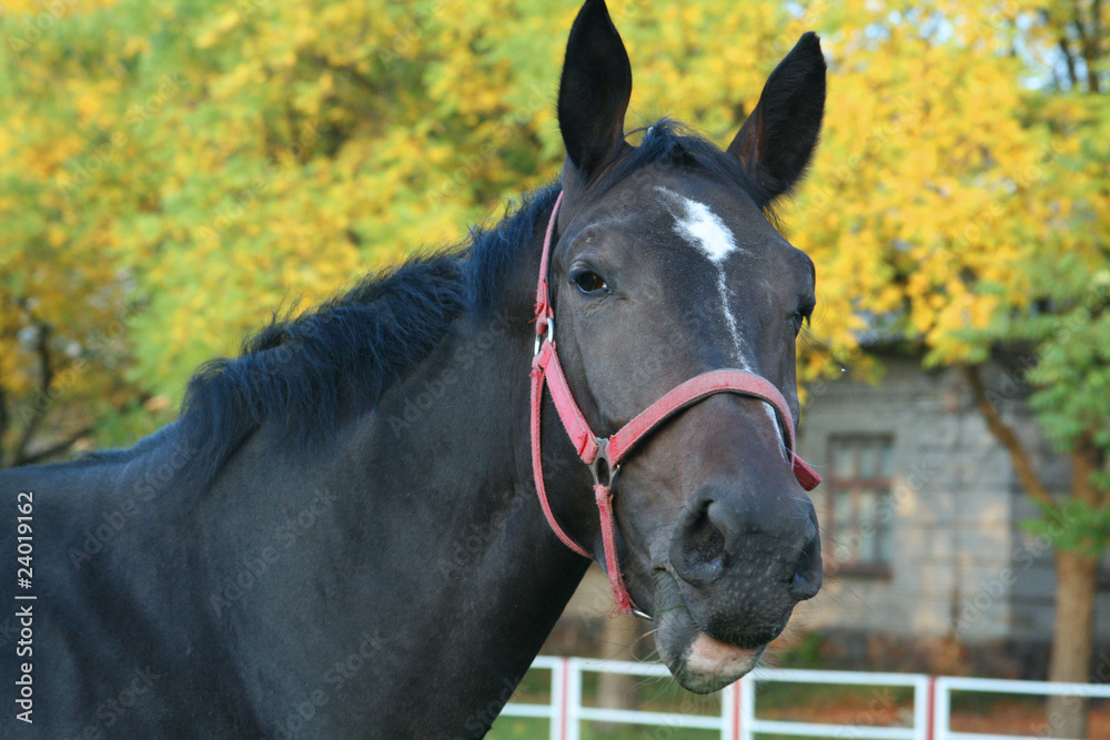 Obraz premium Autumn horse
