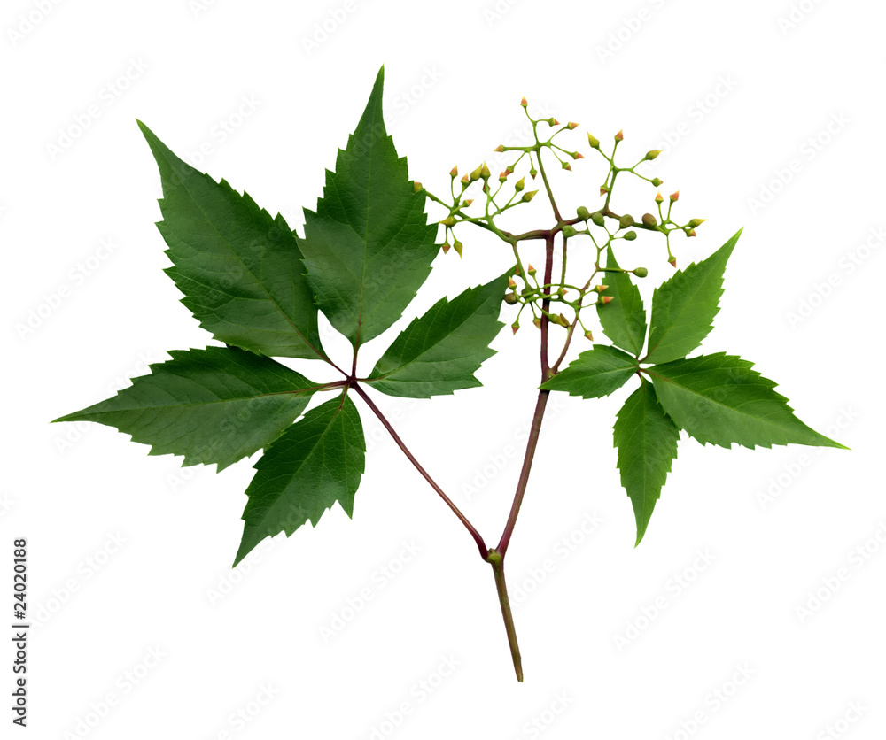 Fototapeta premium A branch of wild grapes with fruit and buds.
