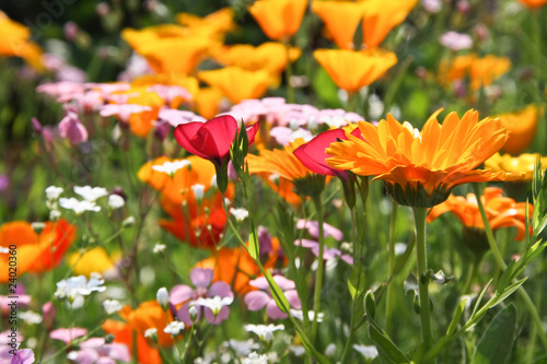 Colourful meadow flowers photo