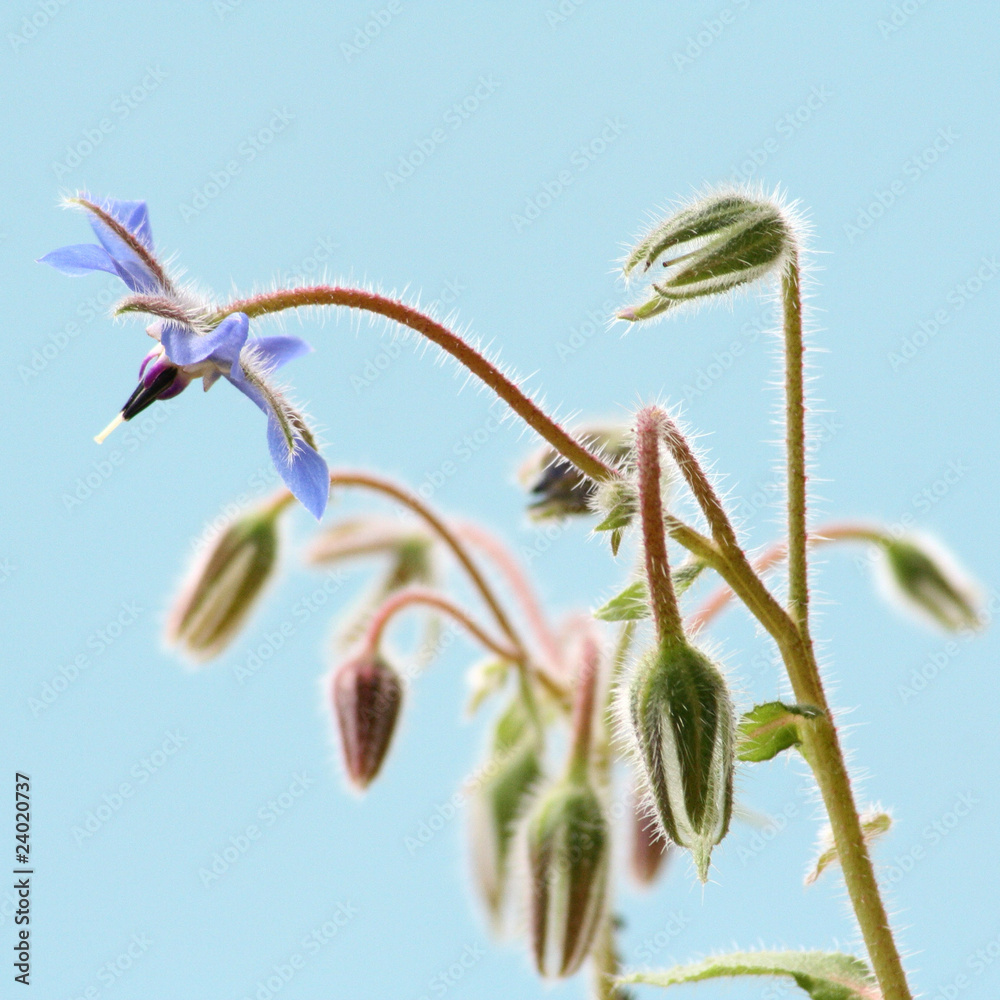 Borage flowers (starflower) blooming on blue background Borage flowers (starflower) blooming on blue background