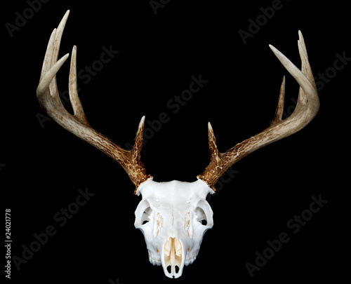 European Deer Mount Head On