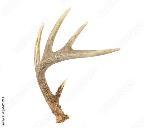 Canvas Print Angled Whitetail Deer Antler