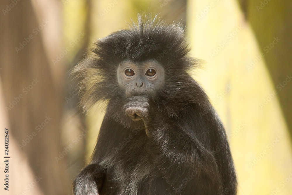 Obraz premium langur 8279