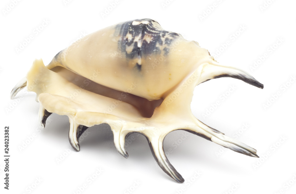 Beautiful shell Beautiful shell