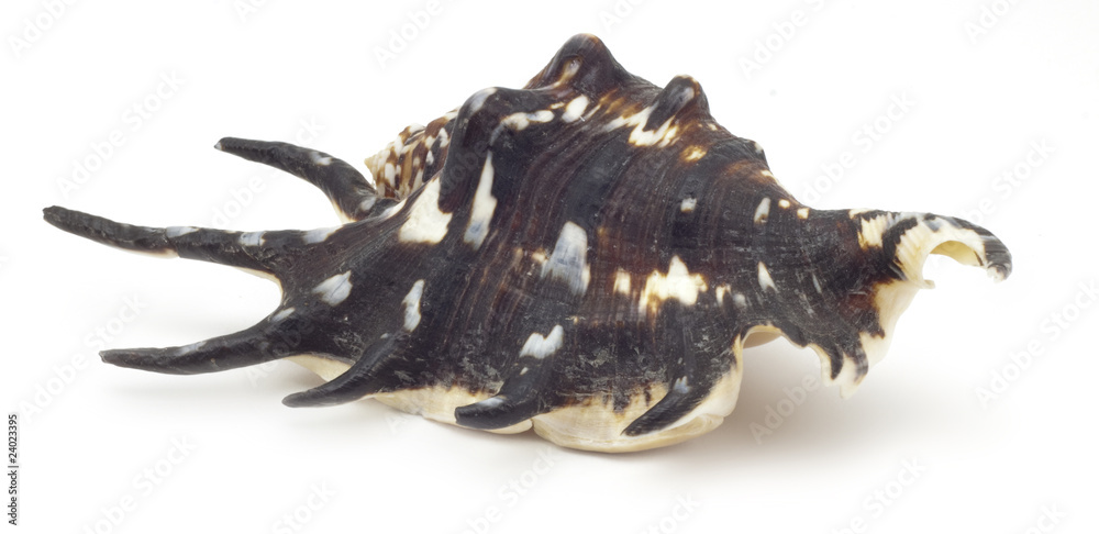 Obraz premium Beautiful shell