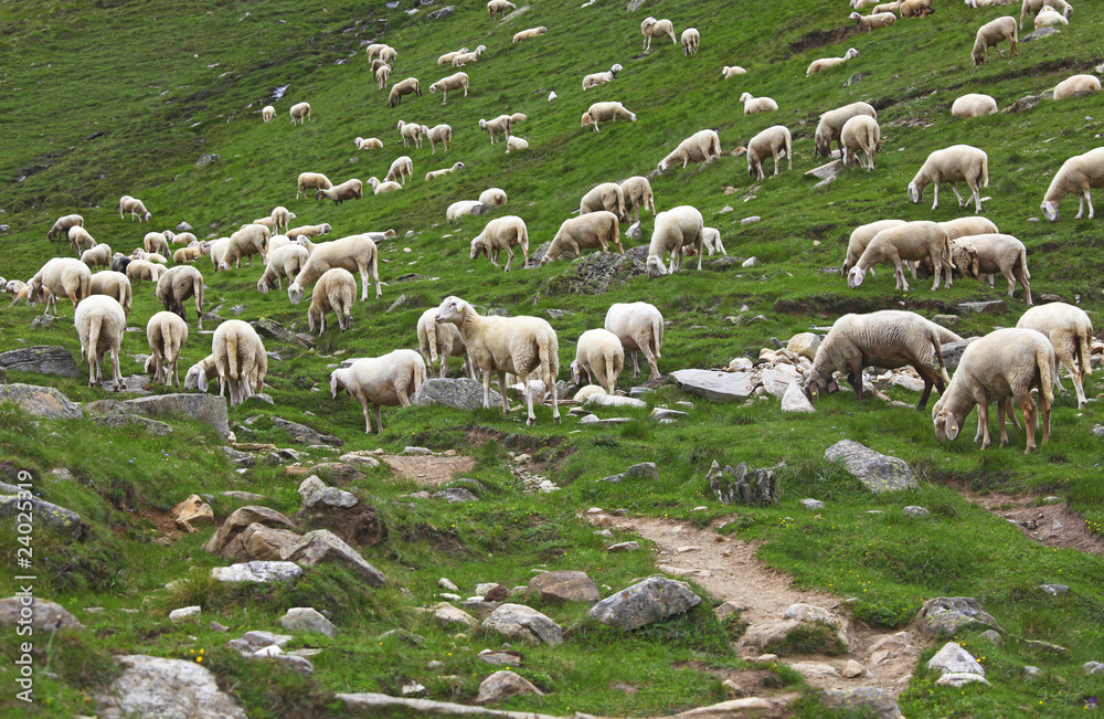 group of sheep group of sheep