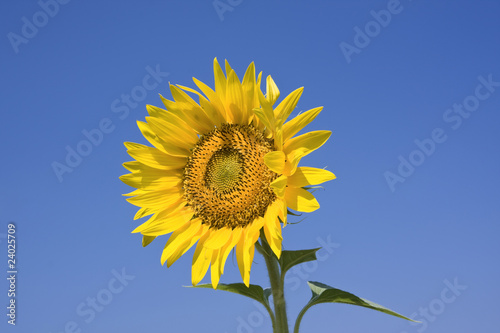 sunflower against bright blue summer sky