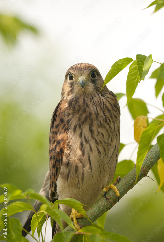 falcon on the tree falcon on the tree