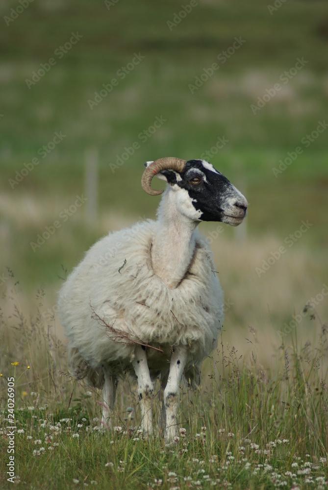 Fototapeta premium PECORA