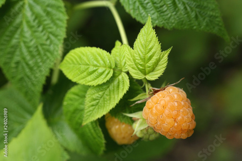 Fototapeta Naklejka Na Ścianę i Meble -  framboise jaune sur l'arbre