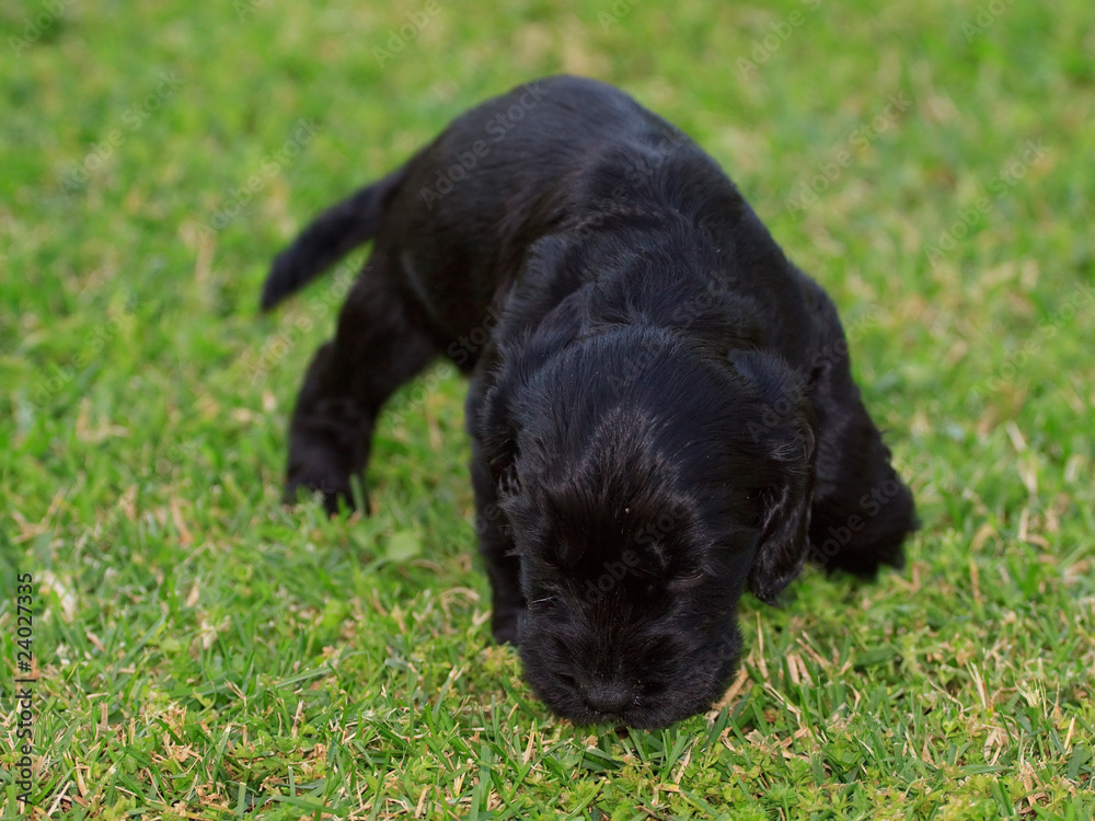 cucciolo di cocker spaniel