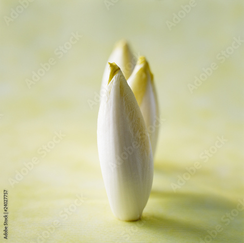 Fototapeta Naklejka Na Ścianę i Meble -  endives 