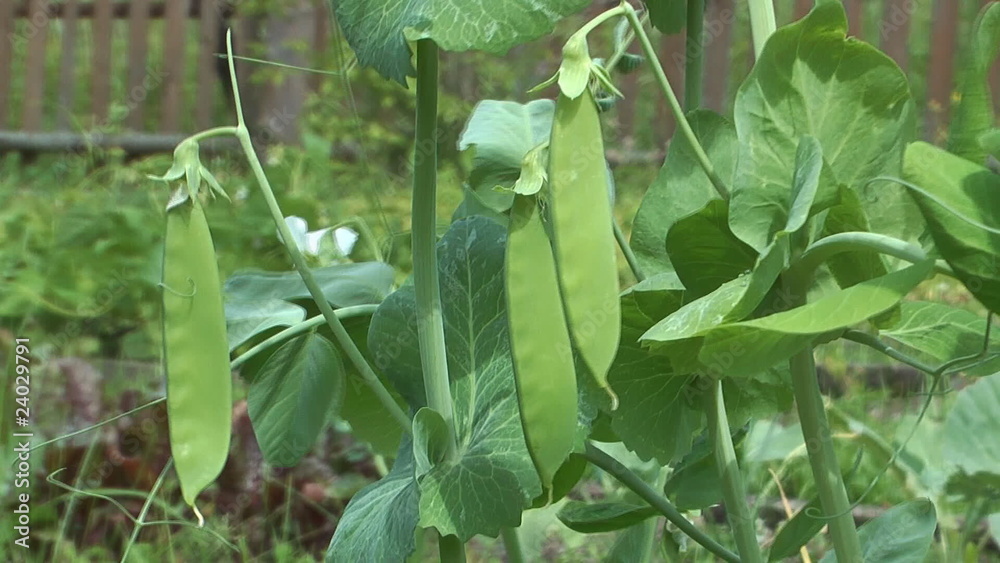 HD closeup clip of pods of green peas on a wind. HD closeup clip of pods of green peas on a wind.