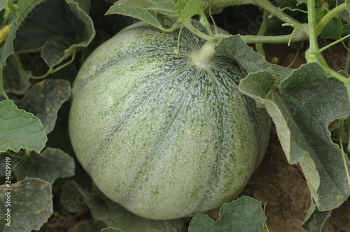 Fototapeta Naklejka Na Ścianę i Meble -  melon sur plant