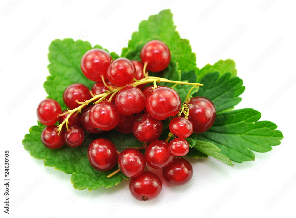 Reife Johannisbeeren Reife Johannisbeeren