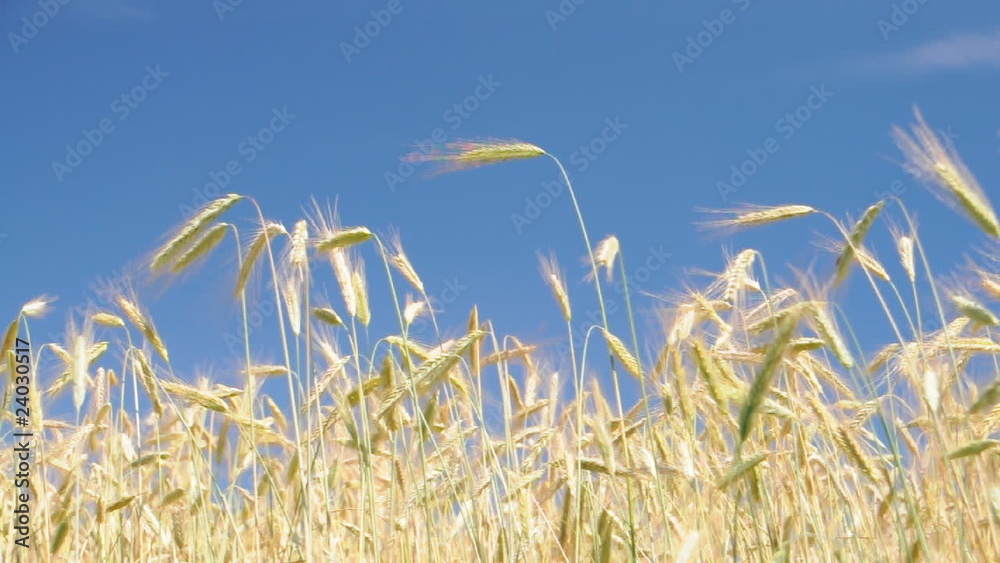 Ein Feld im Wind