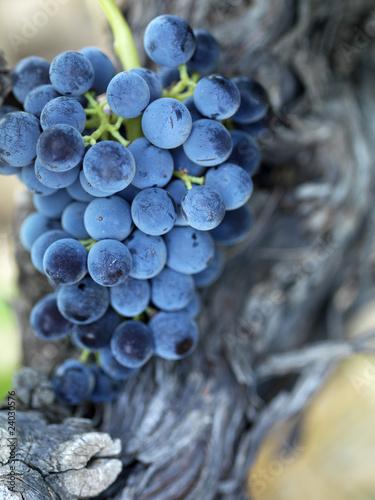 Fototapeta Naklejka Na Ścianę i Meble -  grappe de grenache noir sur vigne