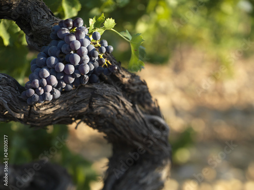 Fototapeta Naklejka Na Ścianę i Meble -  grappe de grenache noir sur vigne
