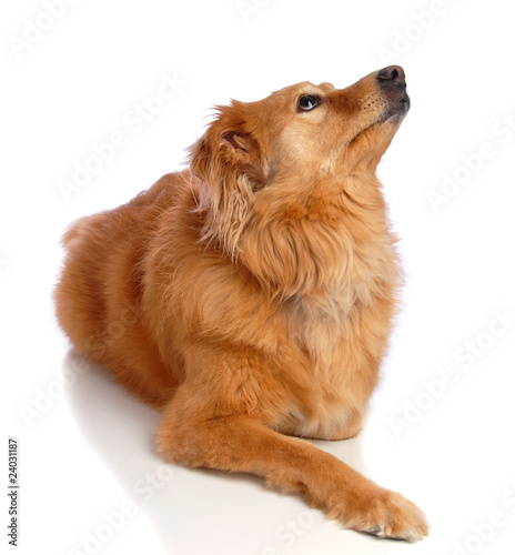 A dog looking up at her master.