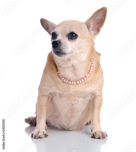 Small dog sitting, on white background.