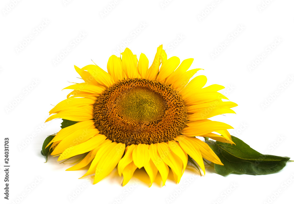 Fototapeta premium Sunflower flower