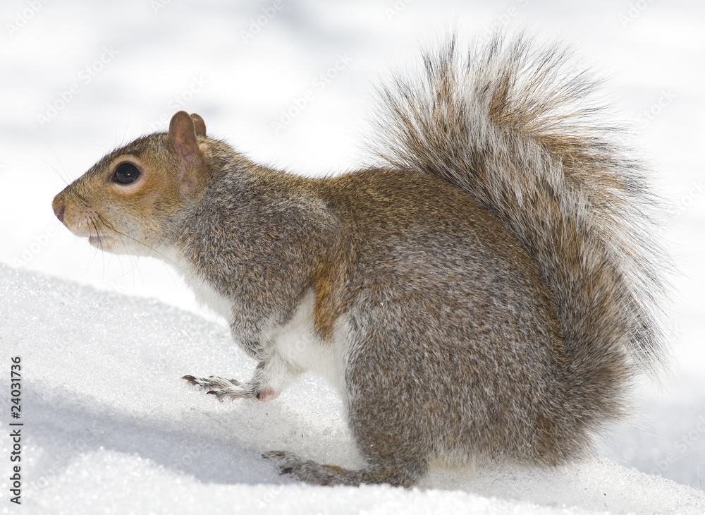 Obraz premium squirrel on ice