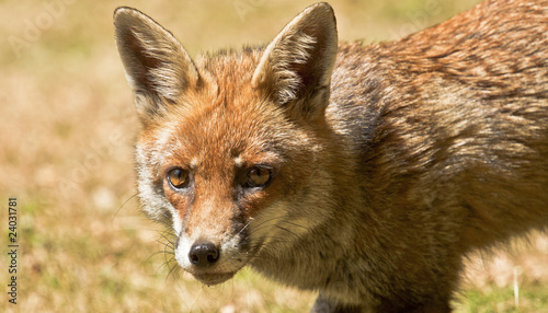 Fox - Vixen © DazGee