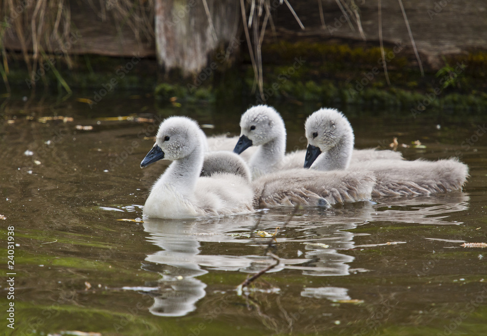Signets Signets