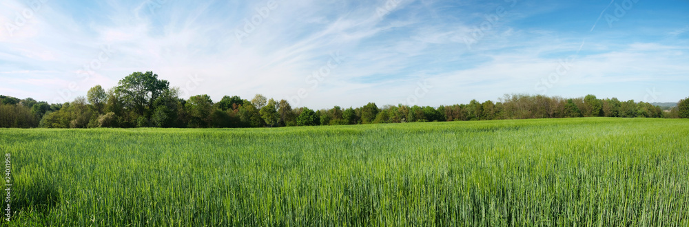 Fototapeta premium Green barley panoramic field