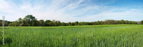 Green barley panoramic field
