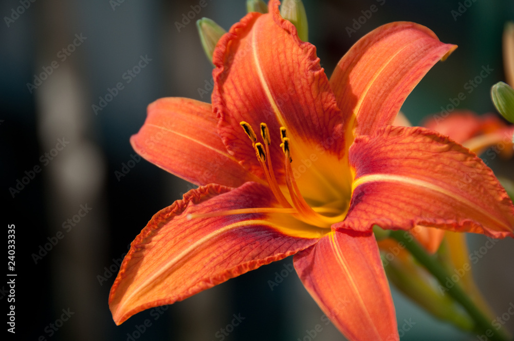 Tiger Lily in Full Bloom Tiger Lily in Full Bloom