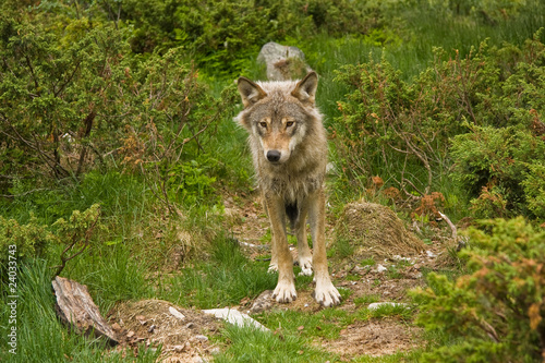 wolf in norway