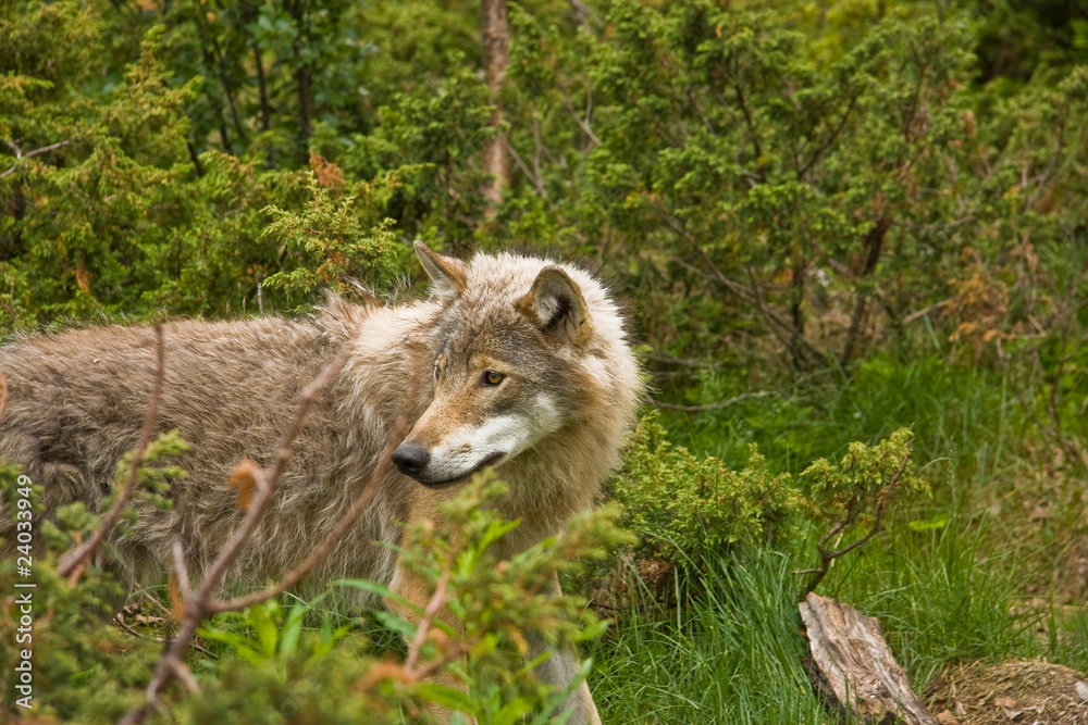 Fototapeta premium wolf in norway